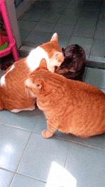 有一只会关心主人的喵星人可真好！