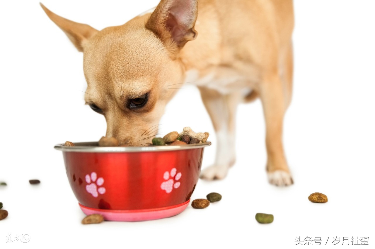 冬至御寒狗肉煲，五仙风雨乐逍遥