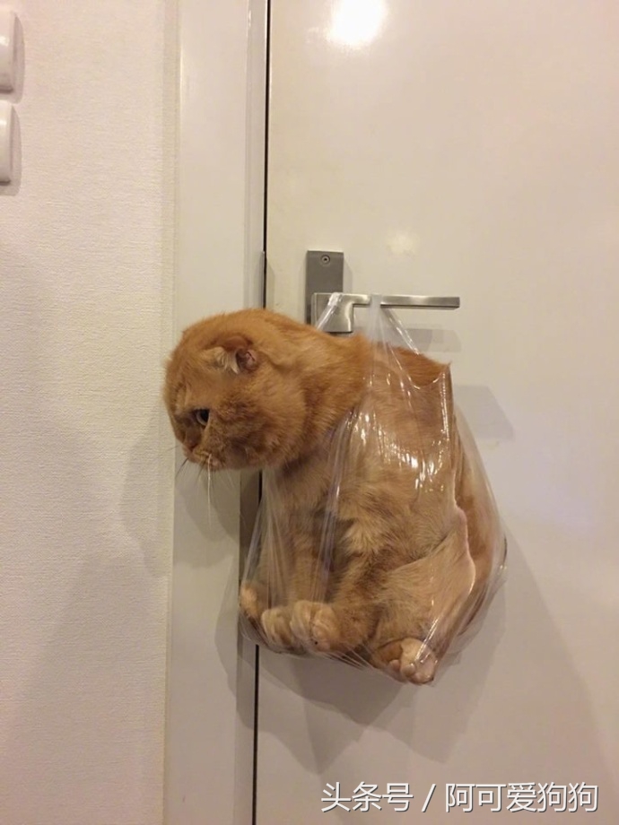 有一只会关心主人的喵星人可真好！