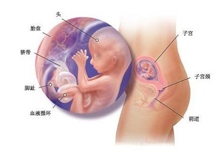 怀孕第四个月的症状,怀孕第4-6个月的常见问题处理