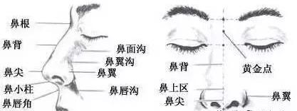 一张图让你全面了解鼻综合整形,鼻综合整形后鼻子一般多久消肿
