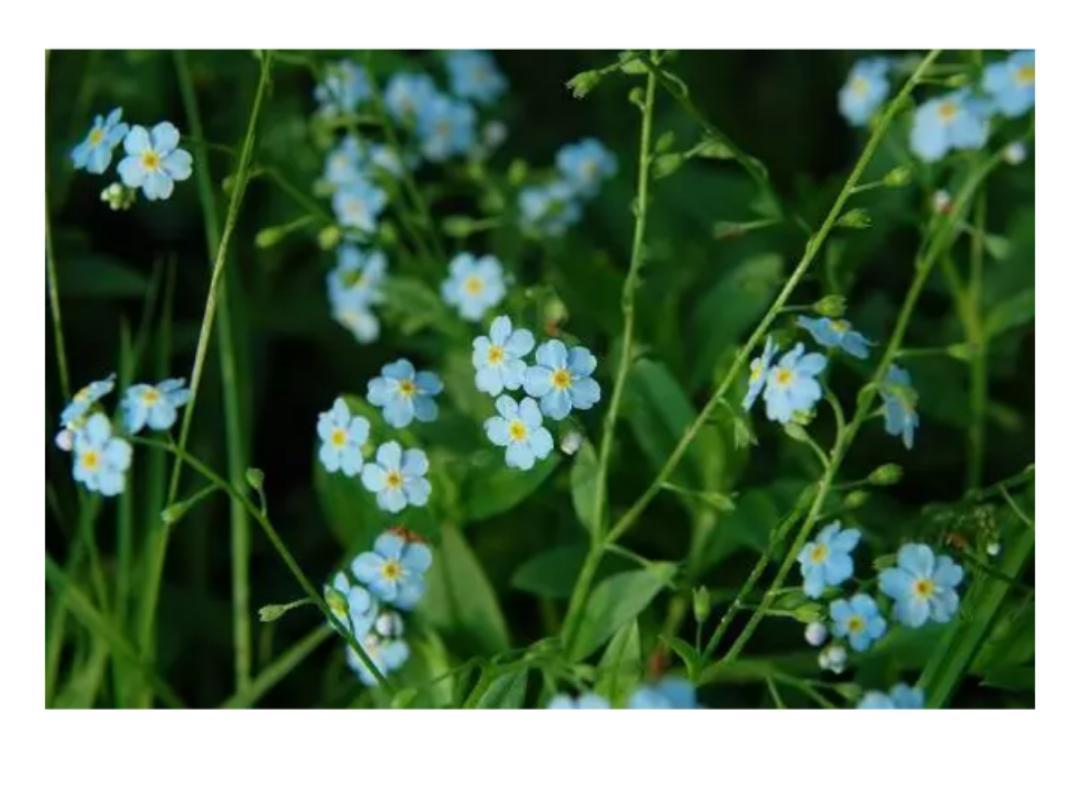 以心换心将心比心莫争长短,人将心比心以心换心文案