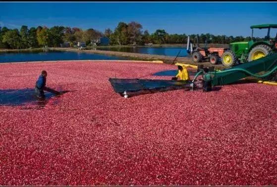 蔓越莓背后的神秘传说，她是个有故事的水果
