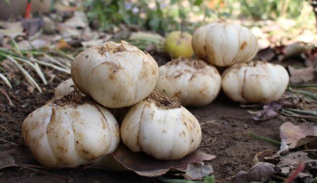 养肺润肺的最佳食谱,百合养肺排毒食疗方法