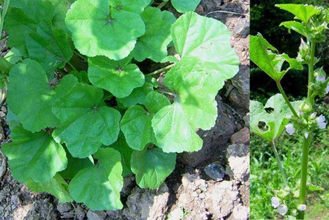 身边常见的中草药功效大全,常见中草药排名及功效