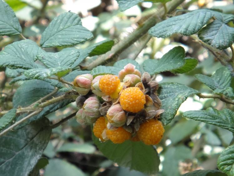 身边常见的中草药功效大全,常见中草药排名及功效