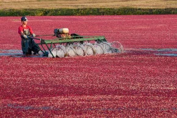 蔓越莓背后的神秘传说，她是个有故事的水果