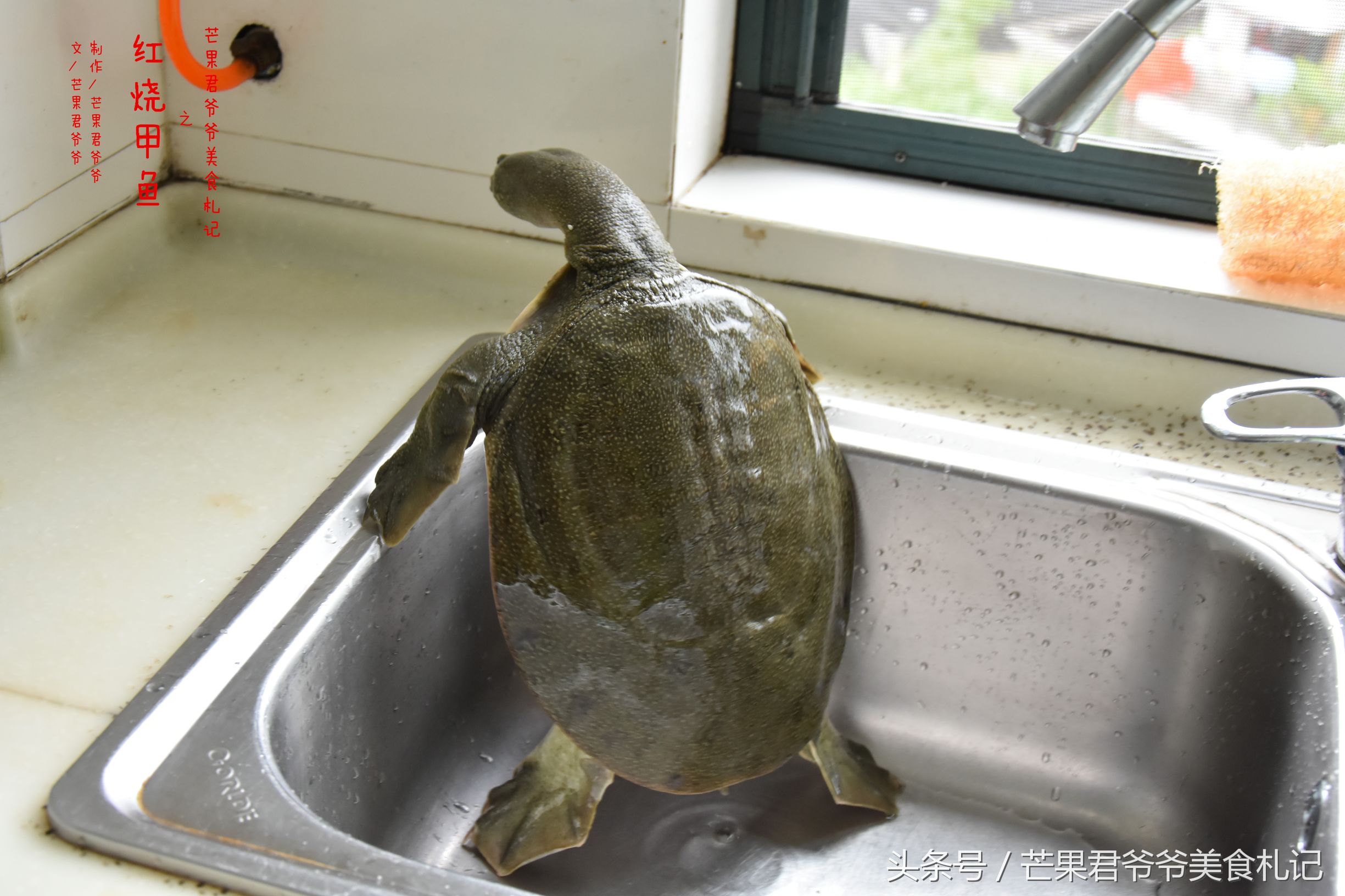 红烧甲鱼家常菜做法,闽菜红烧甲鱼最正宗的做法