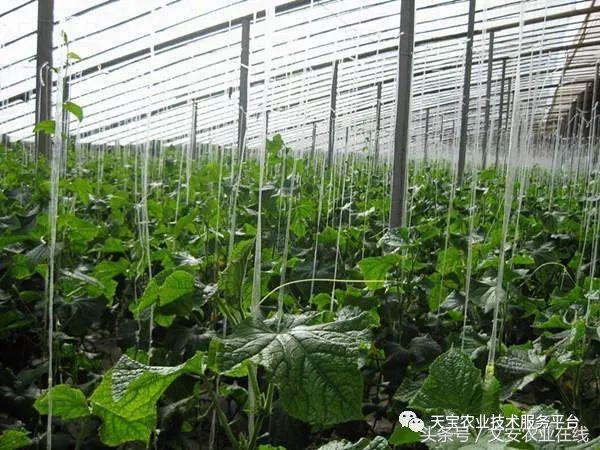 180米长14米宽温室大棚造价多少,温室大棚建造每平米价格