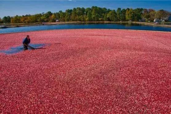 蔓越莓背后的神秘传说，她是个有故事的水果