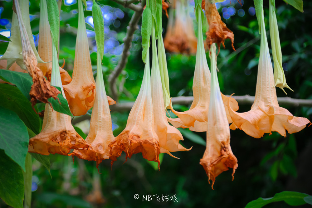 南通适合亲子游玩的园区,南通绿博园旁边游玩的地方