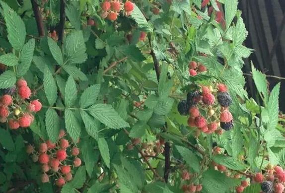 身边常见的中草药功效大全,常见中草药排名及功效