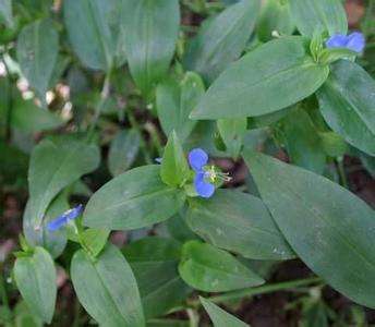 身边常见的中草药功效大全,常见中草药排名及功效