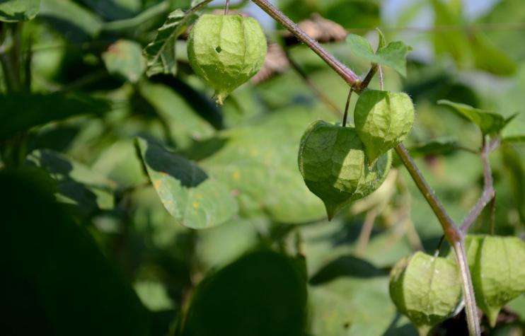 身边常见的中草药功效大全,常见中草药排名及功效