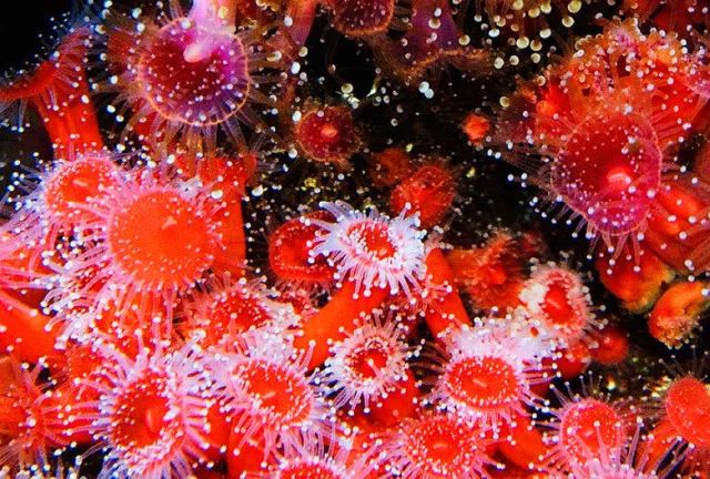 广东怀集县龙岩洞著名景点,广东溶洞旅游攻略大全