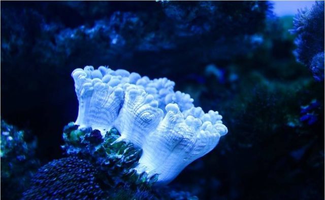 广东怀集县龙岩洞著名景点,广东溶洞旅游攻略大全