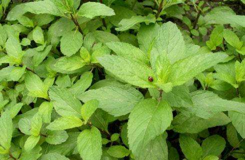 身边常见的中草药功效大全,常见中草药排名及功效