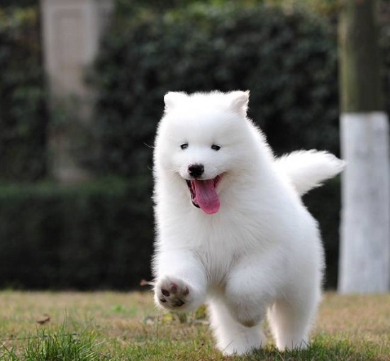 幼犬和成犬怎么养活的区别,6个月大型犬幼犬如何喂养