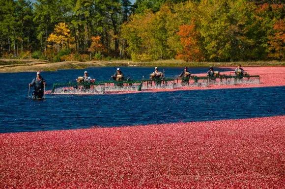蔓越莓背后的神秘传说，她是个有故事的水果