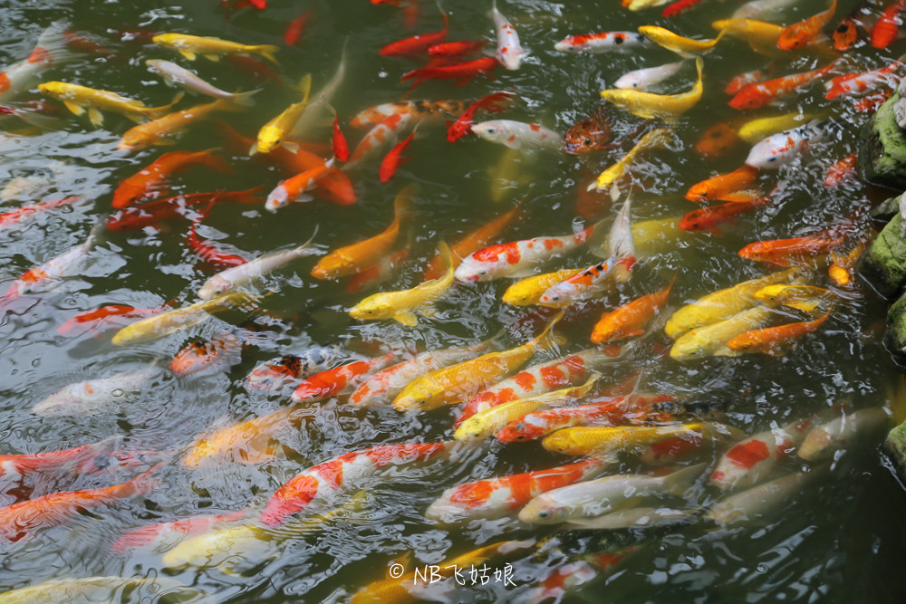 南通适合亲子游玩的园区,南通绿博园旁边游玩的地方