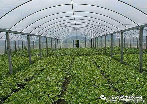 180米长14米宽温室大棚造价多少,温室大棚建造每平米价格