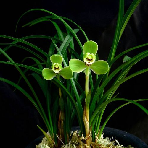 室内养殖蕨类植物有危害吗,什么植物放在室内可以净化空气