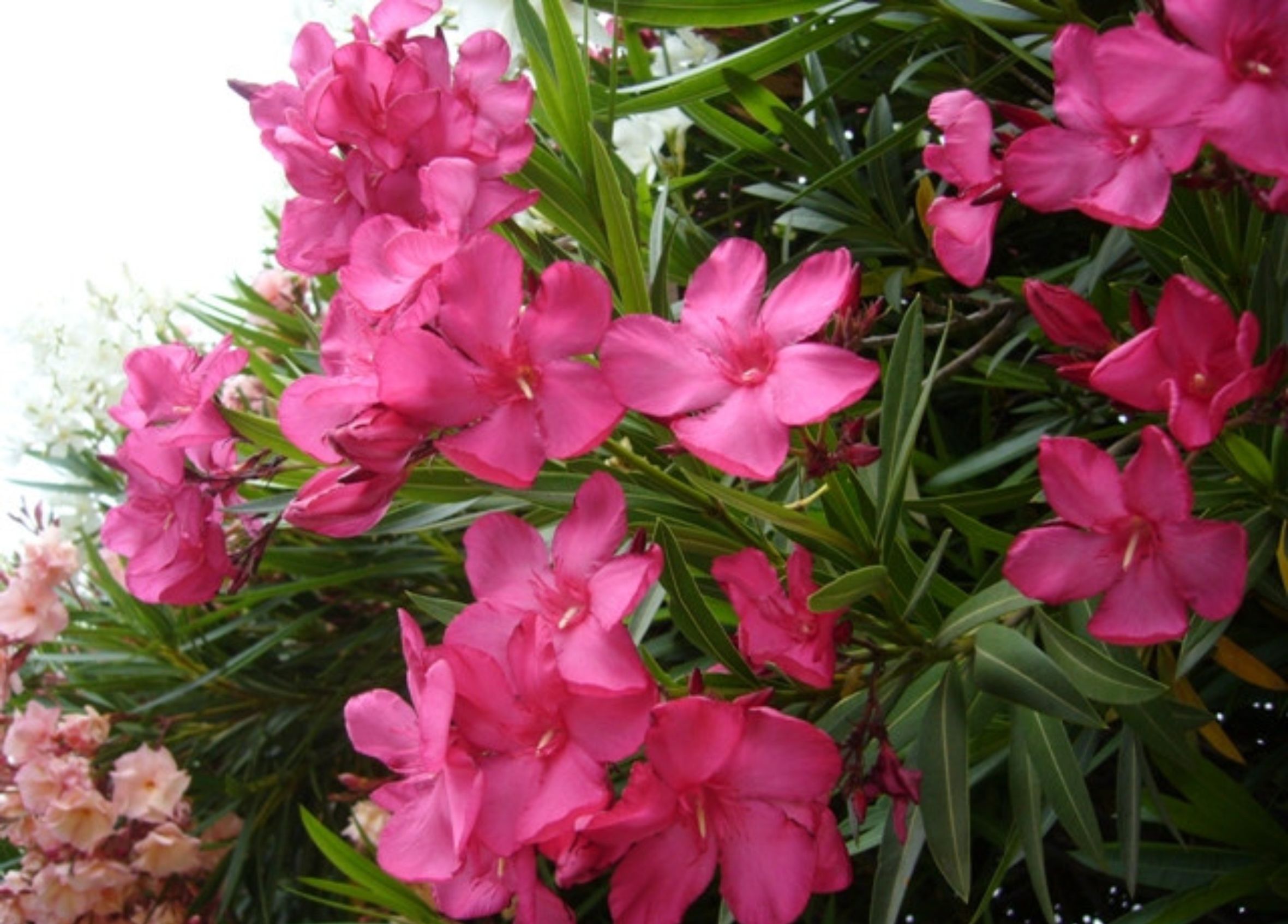 室内养殖蕨类植物有危害吗,什么植物放在室内可以净化空气