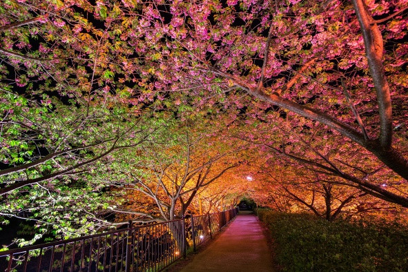 旅游景点樱花谷攻略,赏樱攻略和景点推荐