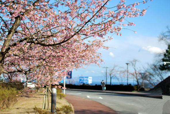 旅游景点樱花谷攻略,赏樱攻略和景点推荐