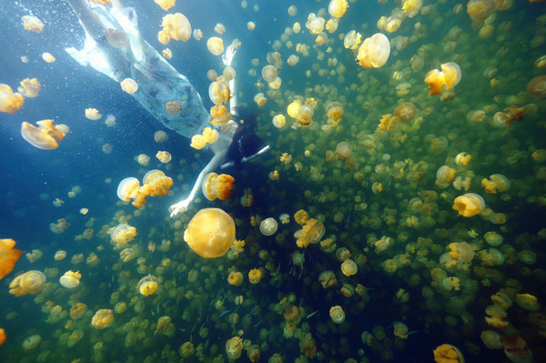 帕劳旅游免费玩,帕劳2019年能去旅游吗