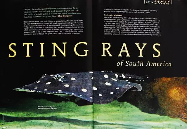 原生魟鱼,魟鱼原生