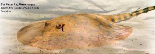 原生魟鱼,魟鱼原生