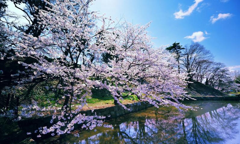 樱桃与樱花的区分图片对比,樱花与樱桃的区别在哪