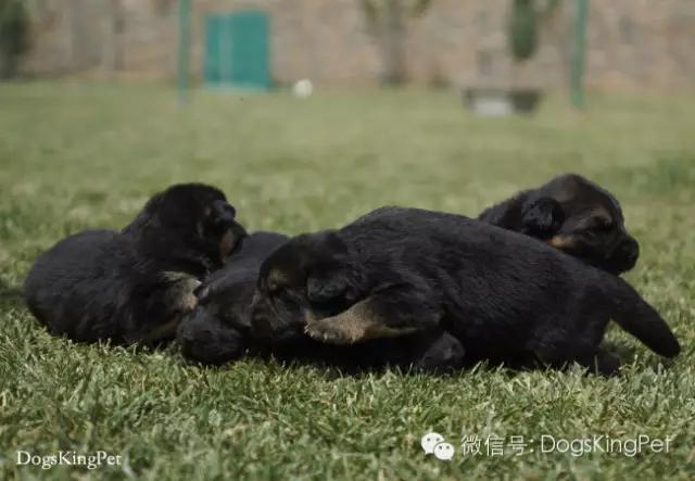 德牧分娩.生产前准备.注意