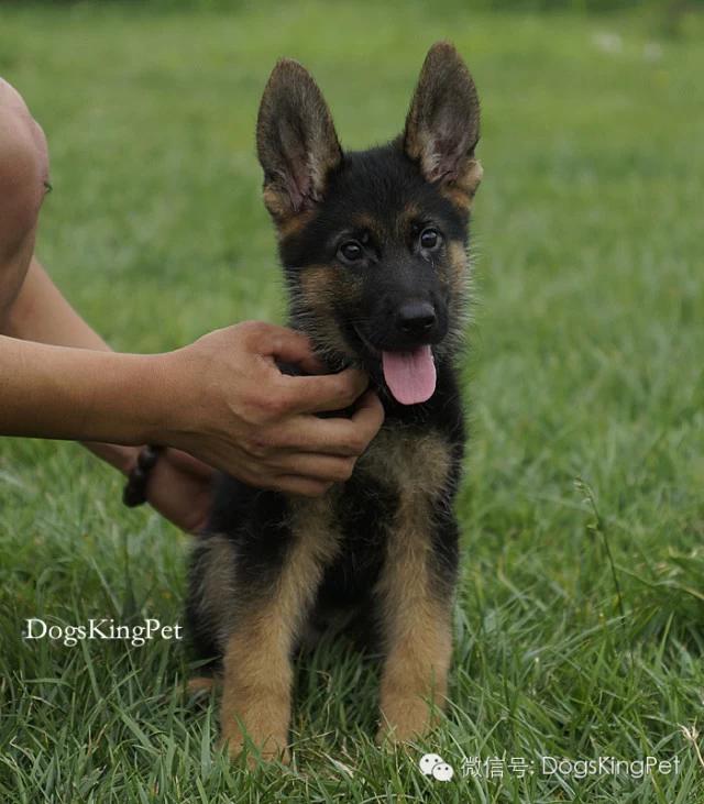 德牧分娩.生产前准备.注意