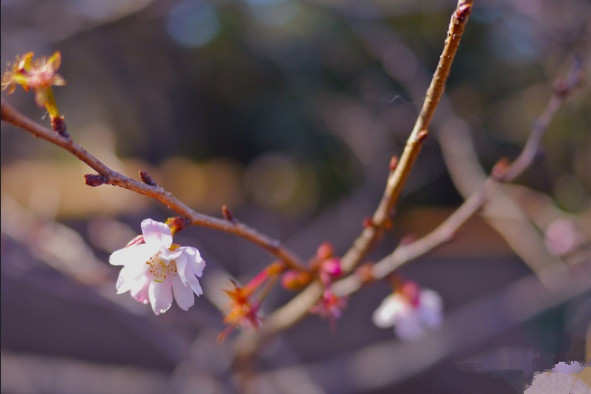 旅游景点樱花谷攻略,赏樱攻略和景点推荐