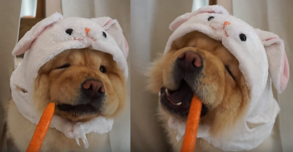 松狮犬可爱萌萌,呆萌可爱松狮犬