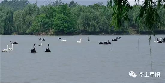 今天终于知道，阜阳的小名为什么叫“牛逼”了！