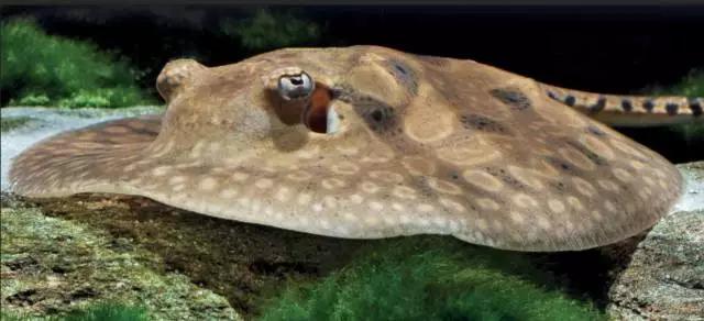 原生魟鱼,魟鱼原生