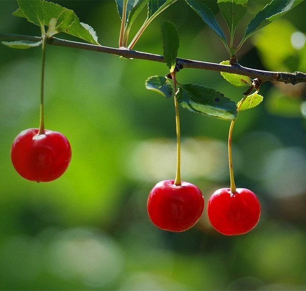 樱桃与樱花的区分图片对比,樱花与樱桃的区别在哪