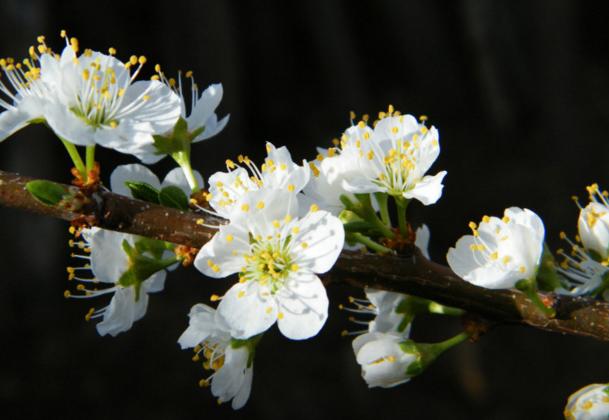樱桃与樱花的区分图片对比,樱花与樱桃的区别在哪