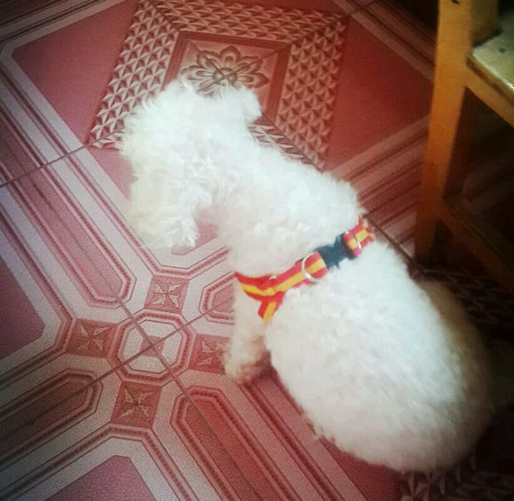 一天要出差，捡回的狗可怜巴巴望着我，竟做出的让我震惊的举动！