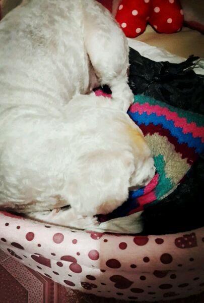 一天要出差，捡回的狗可怜巴巴望着我，竟做出的让我震惊的举动！