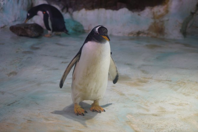 珠海长隆海洋王国2天1夜游玩攻略,最新珠海长隆海洋王国旅游攻略