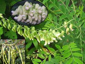 比黄连苦的药还有哪些,比黄连还苦的是什么药