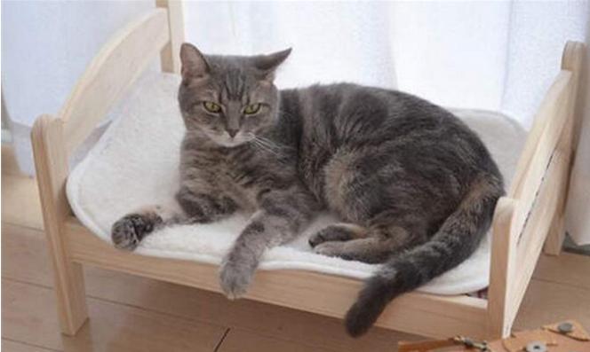 小猫太重在猫爬架摔下来,幼猫被重物砸蜷缩在角落