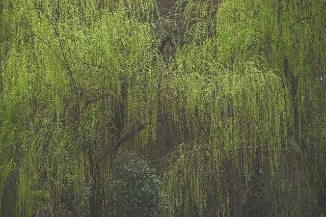 他在这里盖房子时，日本人还没学会唐风