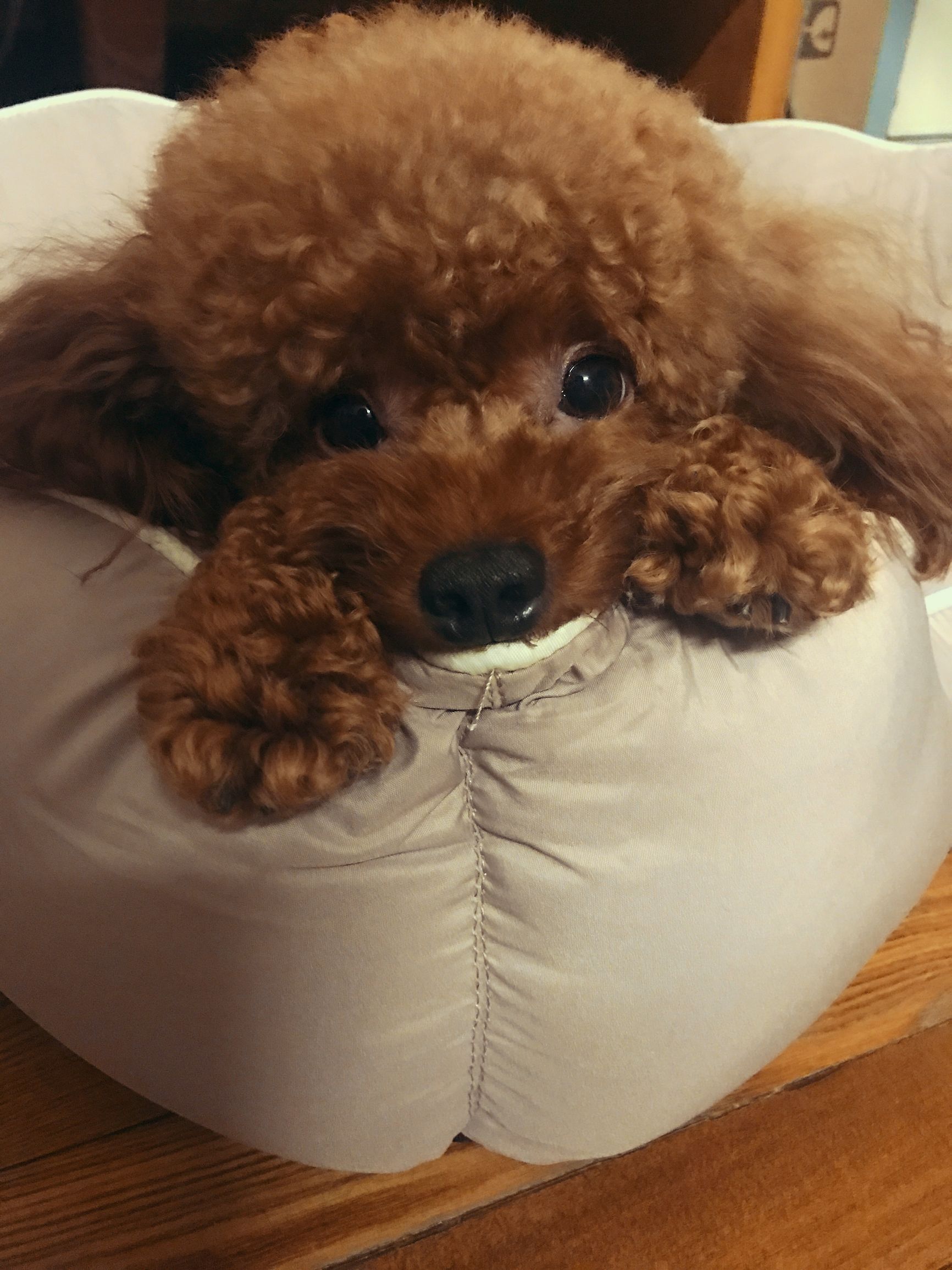 养一只纯种泰迪犬,一只纯种泰迪犬能有多聪明