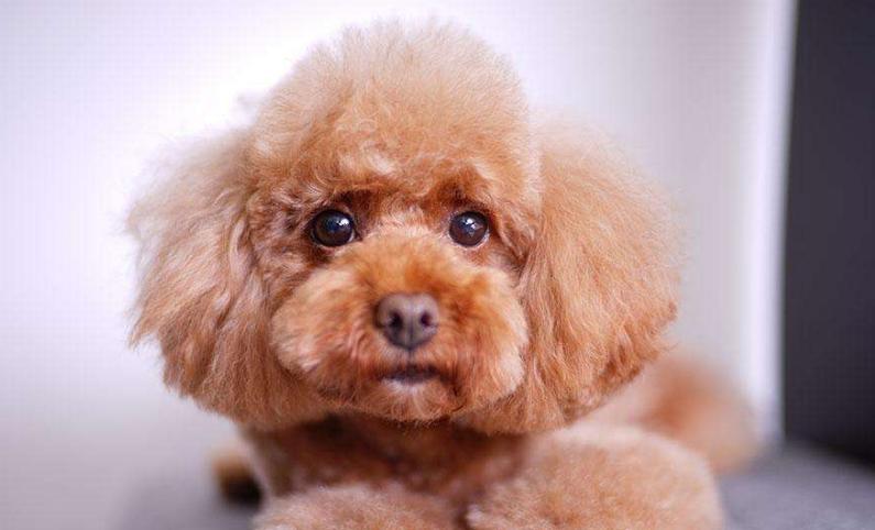 养一只纯种泰迪犬,一只纯种泰迪犬能有多聪明