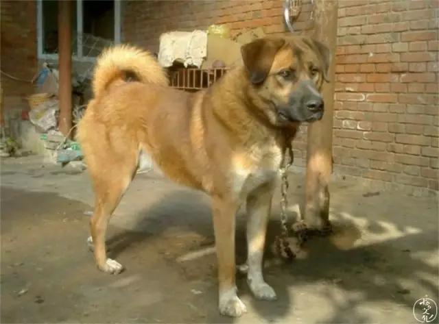 土狗再忠心也比不了宠物狗,为什么土狗越来越遭人嫌弃